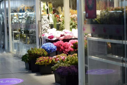 开花店一般去哪进货