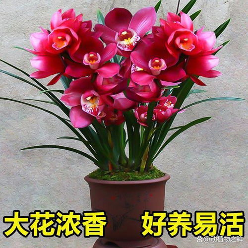 兰花的寓意和花语
