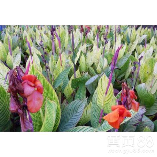 花叶美人蕉图片