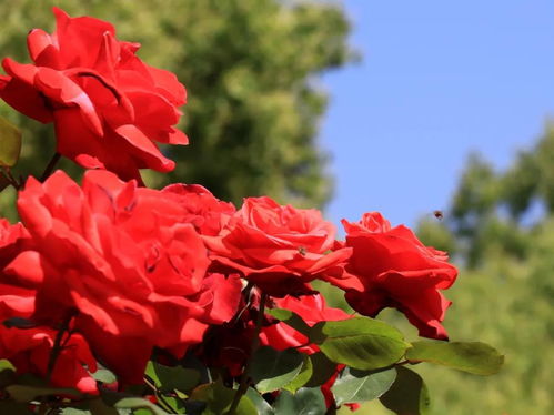 什么花四季开花