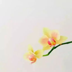 好看花朵图片