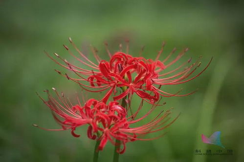 死人花是什么花