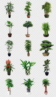 室内绿化植物品种大全 室内绿化植物品种大全