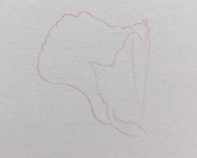 康乃馨简笔画视频