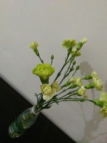 各种花对应的人的性格