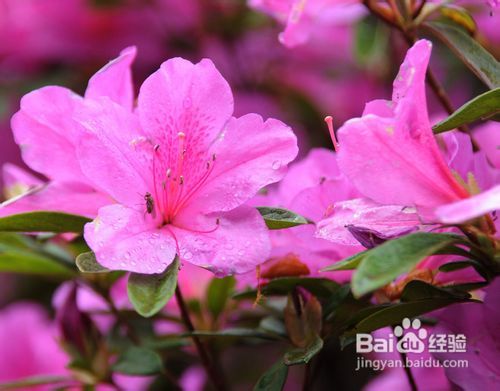 杜鹃花养殖方法和管理