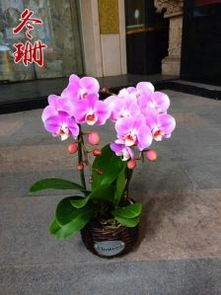奉化鲜花店订花