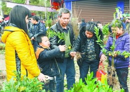 湖南苗木批发市场