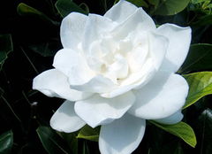 栀子花花语及象征