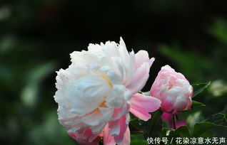 中药芍药图片