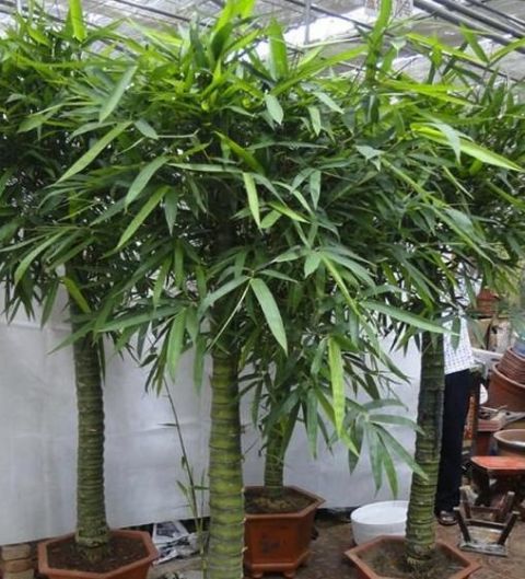 客厅最旺财的五种植物