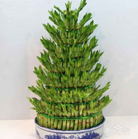 水杉树的风水寓意