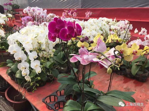 上海最大鲜花批发市场