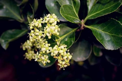 冬青花图片