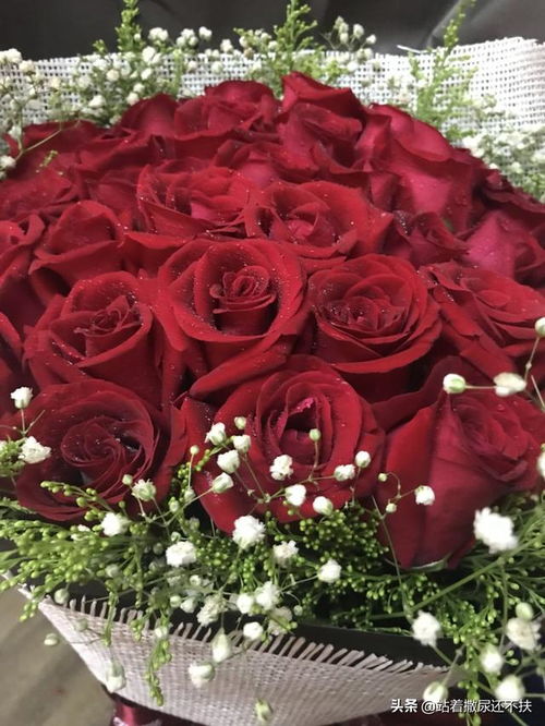 33朵玫瑰花代表啥