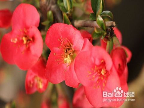四季海棠花怎么养家庭养法