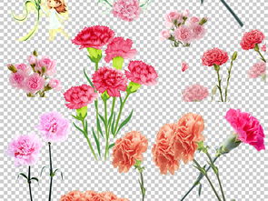 康乃馨的图片绘画作品