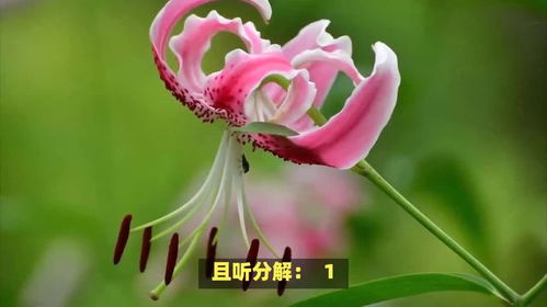 百合的花语和寓意和象征