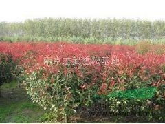 红叶石楠树简介