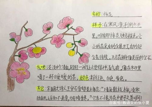 植物记录卡