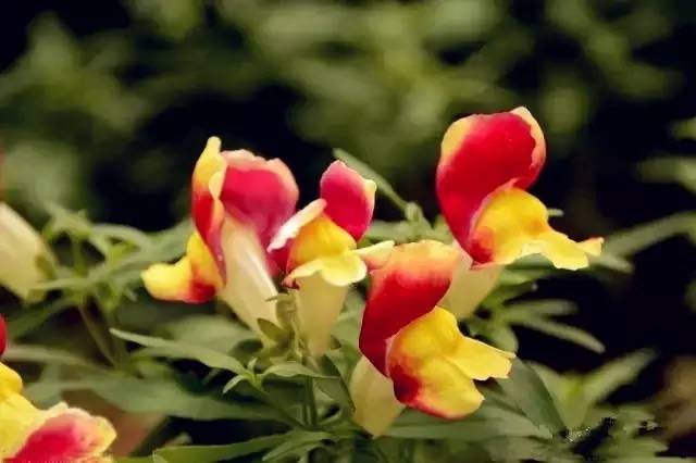 腊梅花放在家里吉祥吗