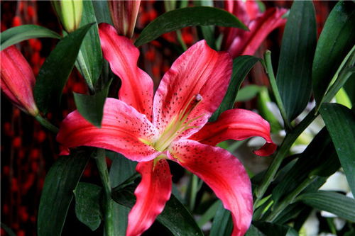 百合花的花语和寓意是什么
