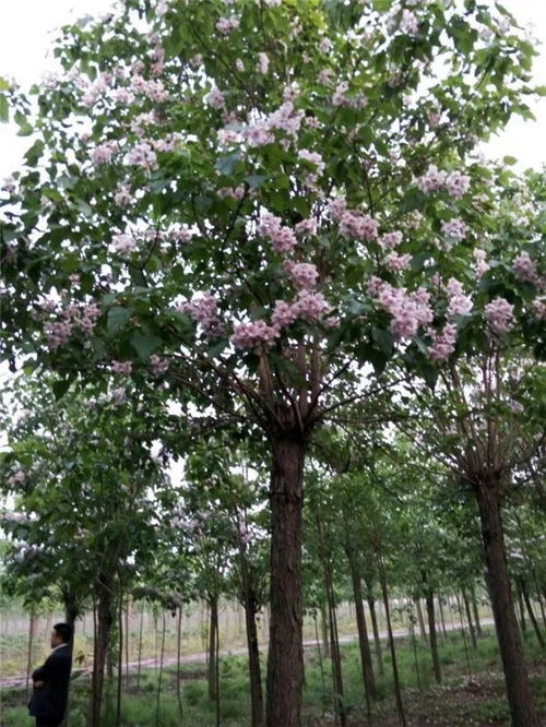 楸树图片大全大图