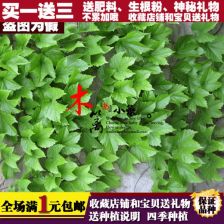 中药爬山虎图片