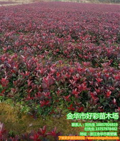 苗木红叶石楠价格多少