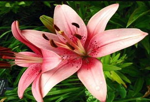 百合的花语和象征意义