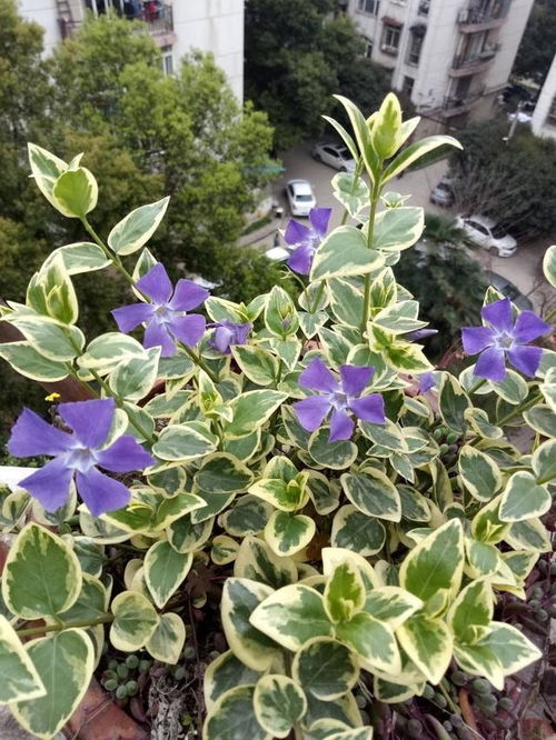 花叶蔓长春图片