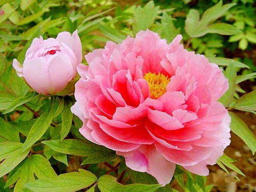 牡丹花简介