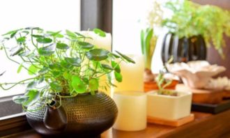 八种植物招财又旺宅 八种植物招财又旺宅