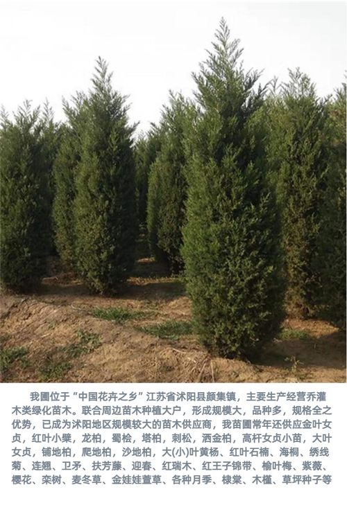 塔柏2米什么价格