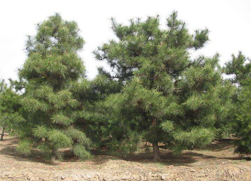 油松价格