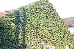 小型爬山虎