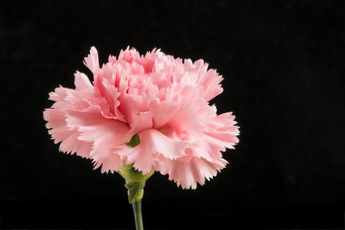 康乃馨代表花语