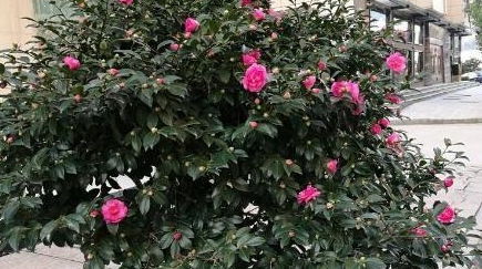 茶花是凶树还是吉树