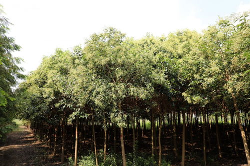 大叶女贞最新价格表
