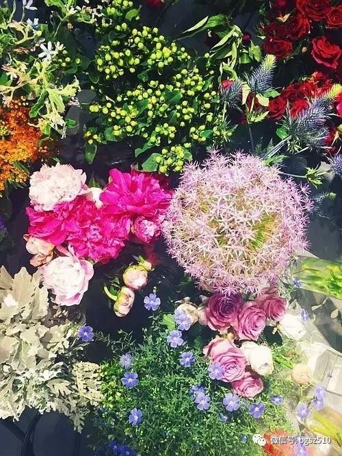 花店常用的花名字及图片 花店常用的花名字及图片