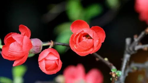 海棠花花语