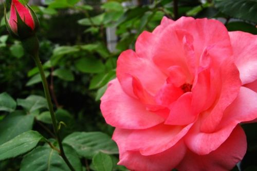 月季花图片大全