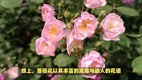 蔷薇花的寓意