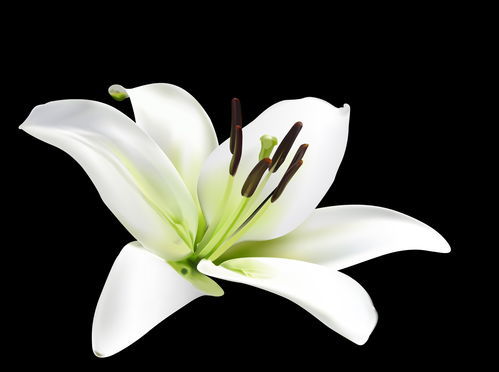 百合花象征着什么意义