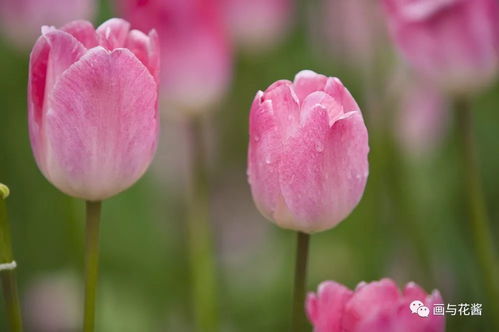 郁金香花语短句