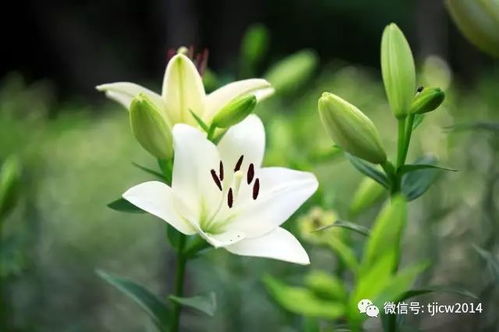《百合花》中百合花的含义