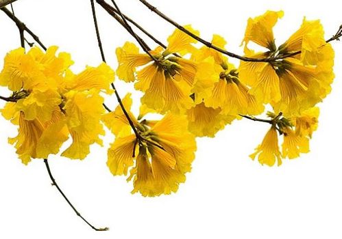 风铃花语是什么意思