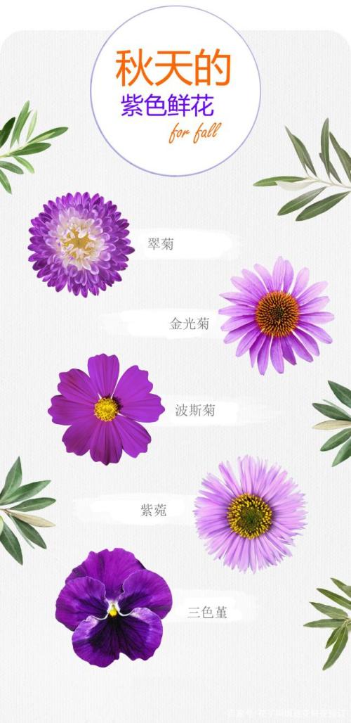 花名大全 名称