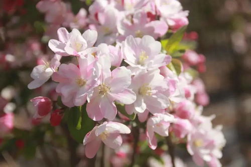 海棠花爱情含义