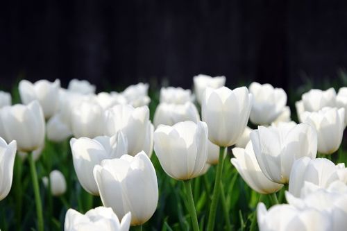 白色郁金香的花语代表什么